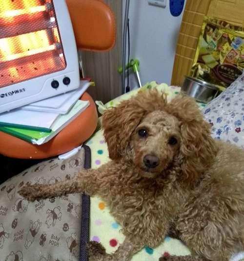 泰迪犬的简单训练（以宠物为主，让泰迪犬听从主人的指令）