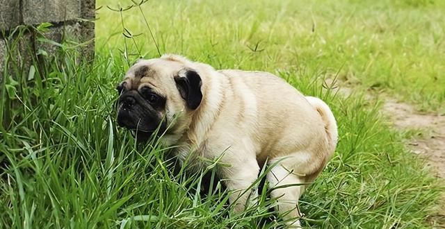 泰迪犬排便习惯探究（从宠物主人的角度出发，了解泰迪犬的大小便习性）