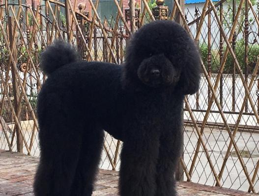 泰迪犬的多彩世界（探索泰迪犬颜色的奥妙）