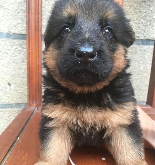 养德国牧羊犬的好处（以宠物为主，提升生活质量）