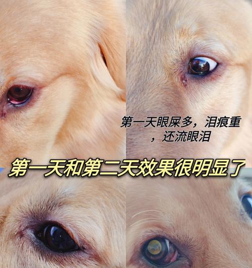 为什么狗狗眼屎多？（探究狗狗眼屎多的原因及解决方法）