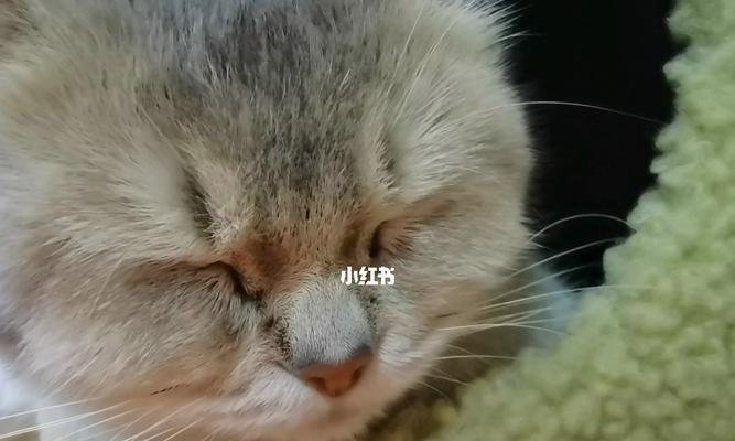 揭秘猫咪打呼噜的原因（从宠物角度看猫咪呼噜现象，了解其中缘由）