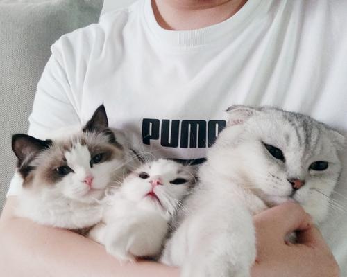 猫咪掉毛的原因剖析（了解猫咪掉毛的各种原因及应对方法）