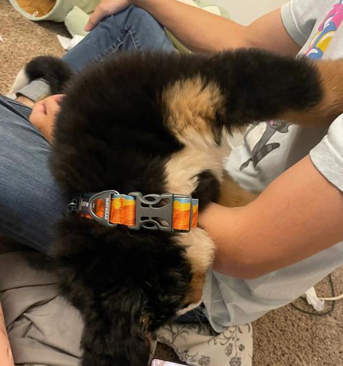 如何科学喂养未成年宠物犬（解锁宠物犬的健康之门，养成好习惯）