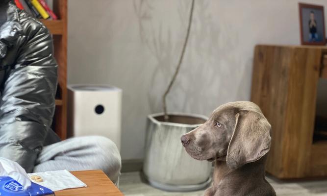 如何训练你的魏玛犬？（从基本指令到高级技能，全方位教你训练魏玛犬）