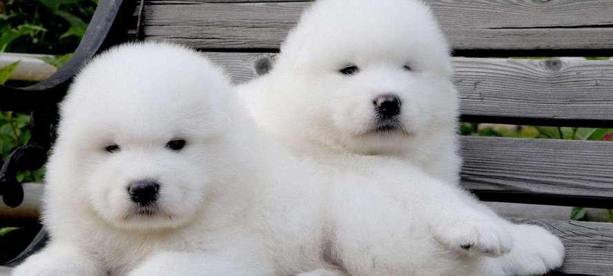 宠物五个月萨摩吃什么？——萨摩犬饮食指南