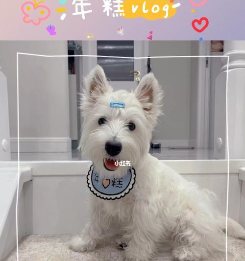以西高地白梗犬训练为主的宠物教育（打造忠诚、听话、优秀的小伙伴）
