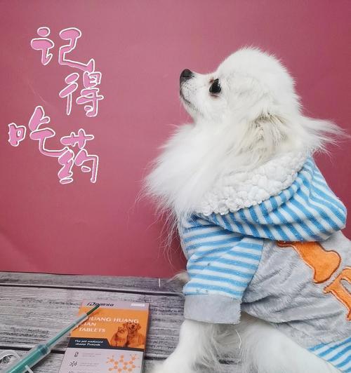 以西施犬为宠物的各项指标及养护知识（了解以西施犬的体型、性格、健康等重要指标，培养正确的养护习惯）