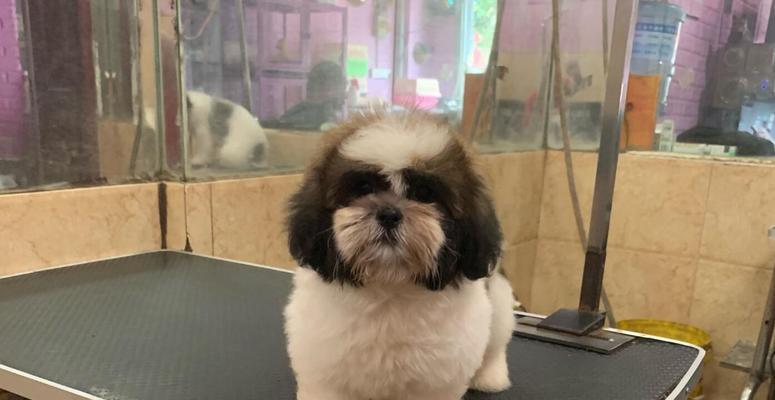 如何正确护理你的以西施犬（掌握5种护理技巧让你的以西施犬健康快乐）