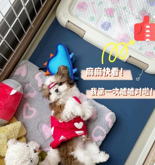 如何有效地养护你的西施犬——以宠物为主（15个段落，详细讲述西施犬的日常养护方法）