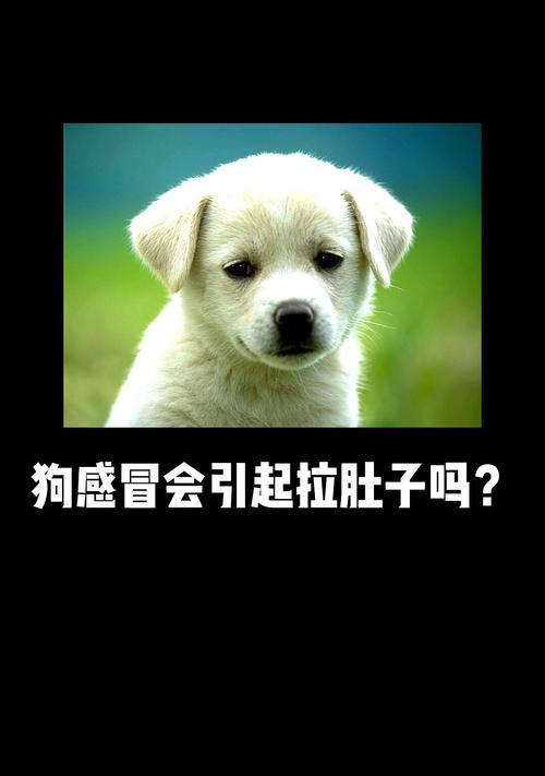 揭秘以西施犬的睡眠习惯（如何让你的以西施犬获得更好的睡眠体验）
