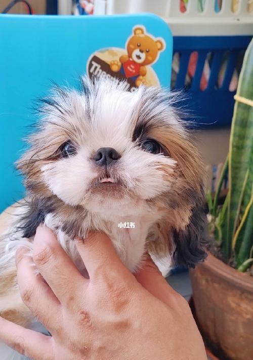 探寻以西施犬的性格特点（宠物爱好者必看，揭秘以西施犬的性格特点）