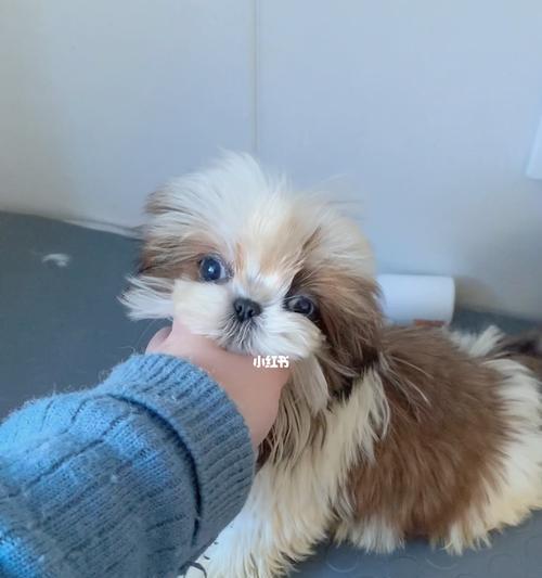 西施犬眼睛养护指南（保护你的宠物健康视力，从眼睛开始）