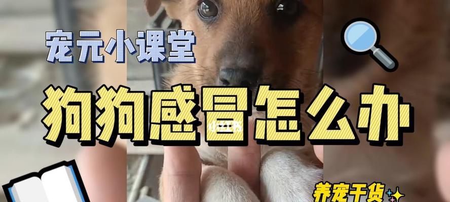 喜乐蒂的占有心理及宠物教育（了解猫咪占有心理与宠物相处之道）