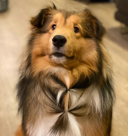 喜乐蒂犬的身高体重详解（一只健康的喜乐蒂犬需要控制多少体重？）