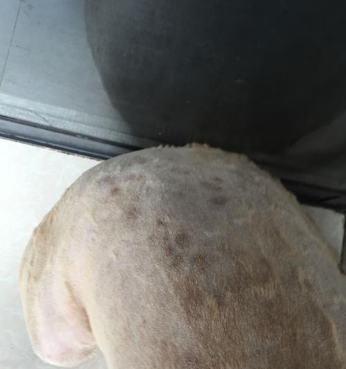 宠物小金毛病前征兆的早期识别与治疗（宠物主人必看！如何及早识别小金毛的病前征兆）