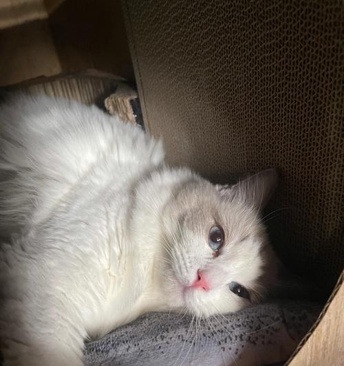 宠物猫的健康成长秘籍（以小猫吃什么长得快为例，解锁宠物猫的饮食之道）