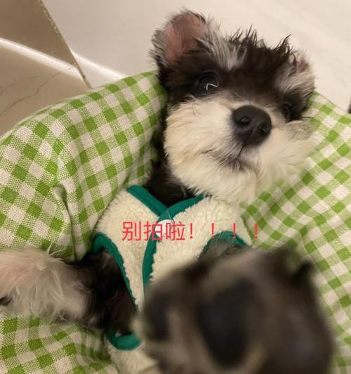 雪纳瑞能否食用葡萄？——狗狗的健康需谨慎（了解葡萄的危害，爱护宠物的健康）