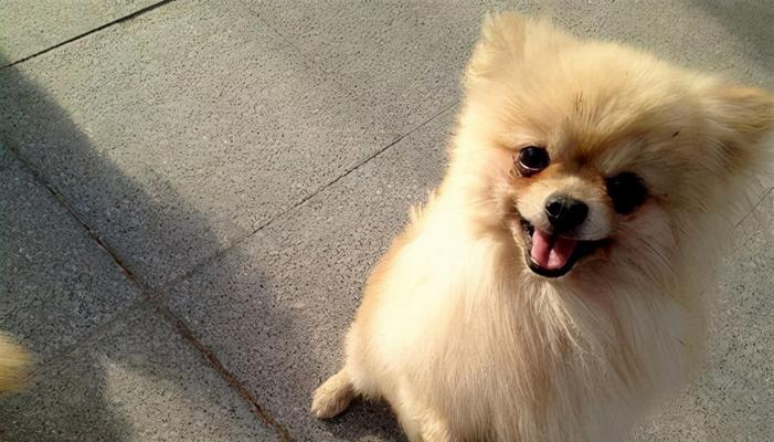 探秘博美犬训练的秘方（从基础训练到高级技能，全方位为你解析训练技巧）