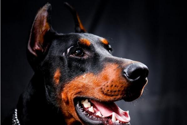 训练杜宾犬的有效方法（以科学方法引导宠物成长）