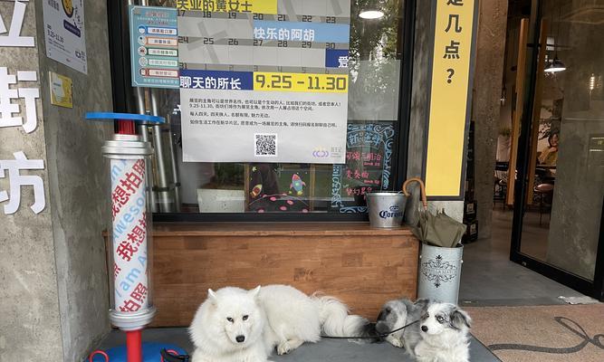 如何训练狗狗听话休息？（让你的宠物变得乖巧听话的技巧）