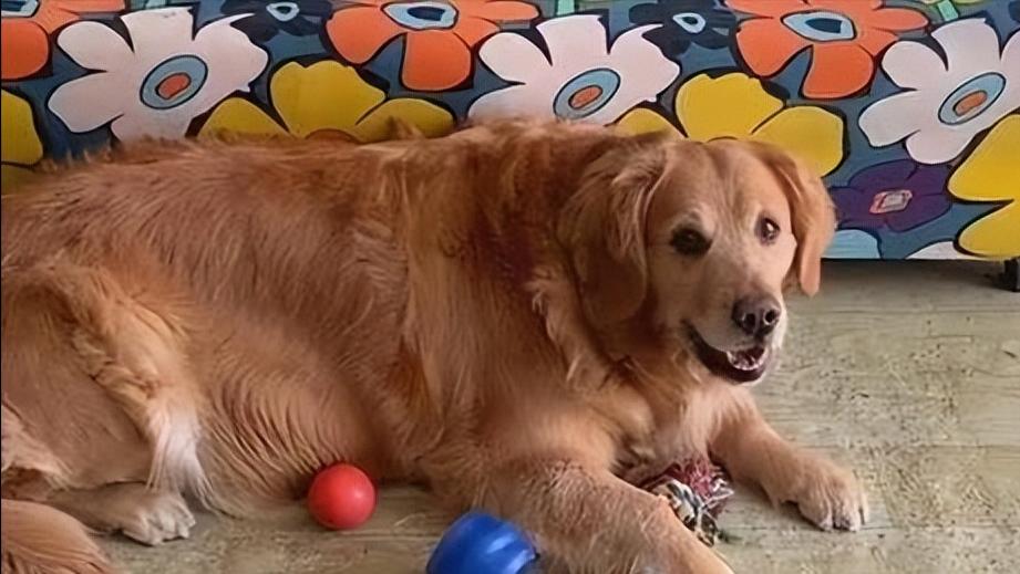 训练金毛犬大小便的方法（从宝宝到成年，让你的金毛变成“大便小将”）