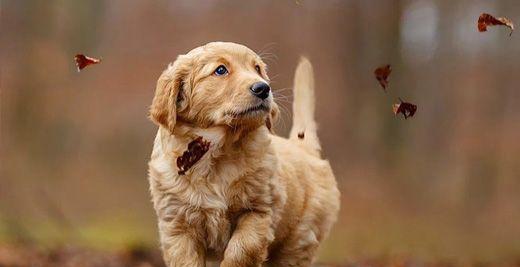 如何正确训练金毛犬（以宠物为主的训练方法）
