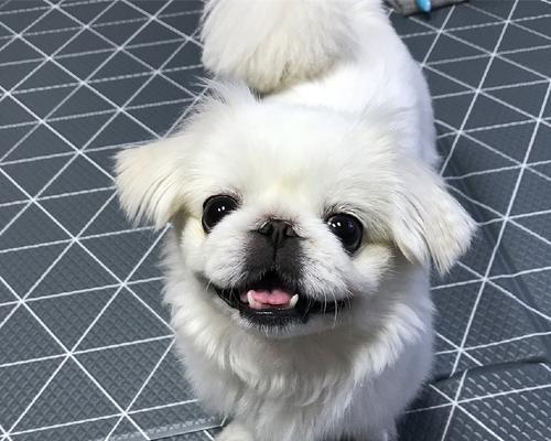 如何训练京巴犬不乱叫？（从根源解决不乱叫问题，让宠物更健康快乐）