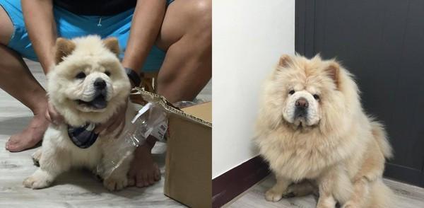 如何训练松狮犬不乱叫？（宠物犬的乱叫问题及解决方法）