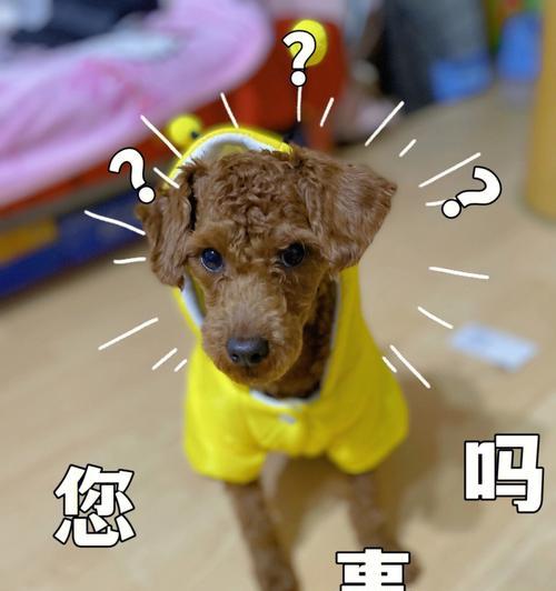 如何训练泰迪犬不乱叫（基础训练篇）