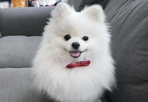 如何养好博美犬（以宠物为主，关注博美犬的健康）