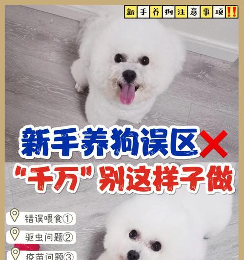 养狗狗的误区（避免对宠物健康造成伤害的方法）
