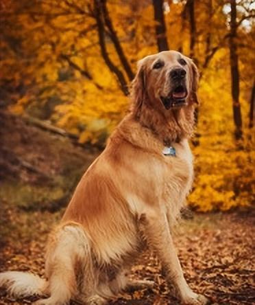 如何正确养护金毛犬（注意事项让金毛犬健康快乐）