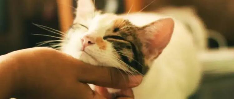 养猫的益处（以宠物为主，带来的健康与快乐）