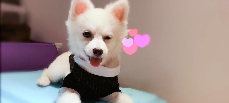 银狐犬养护指南（以宠物为主，让你的银狐犬健康幸福）