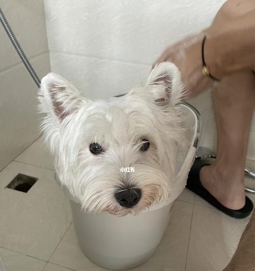 如何正确给宠物狗洗澡？（宠物狗洗澡的注意事项和步骤）
