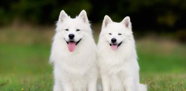 银狐犬的喂养指南（健康饮食、适当锻炼、科学调理）