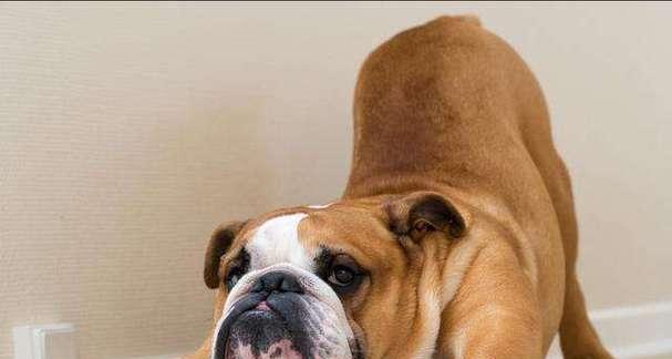 英国斗牛犬的用途（探寻斗牛犬在不同领域的应用与价值）