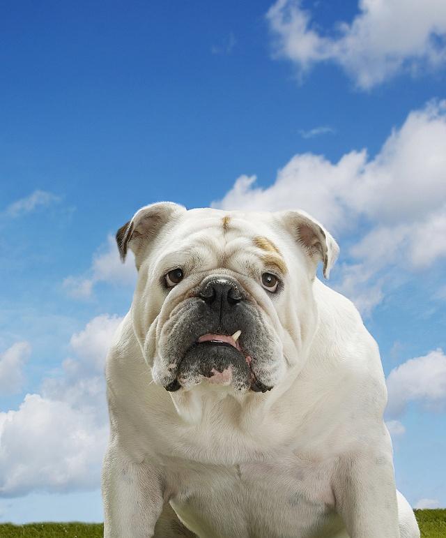 英国斗牛犬饲养指南（掌握这些养犬技巧，你也能轻松养好斗牛犬！）
