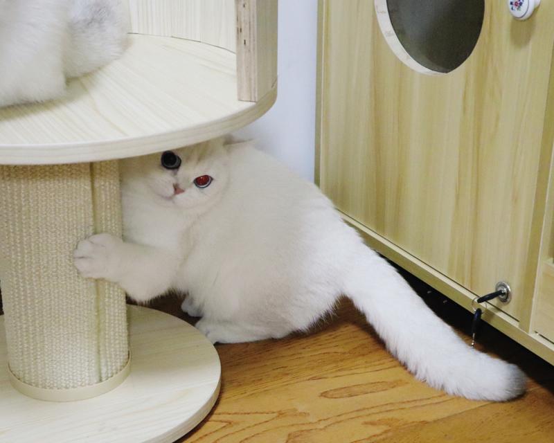如何科学养护英国短毛猫（初识英国短毛猫，为你的宠物提供最佳生活环境）