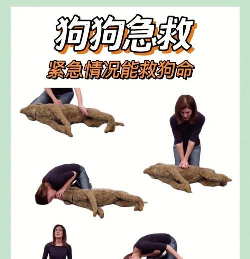一、了解狗狗身体特征，预防意外事故的发生
