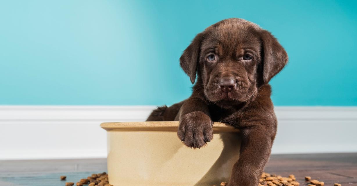 让幼犬健康成长的饮食指南（哪些食物可以给幼犬吃？营养搭配有讲究）