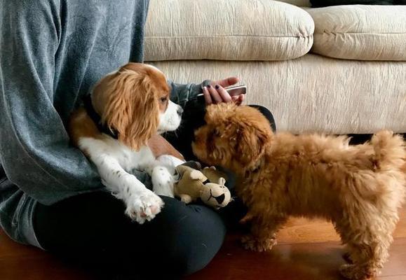 幼犬社会化训练的重要性（以宠物为主，让幼犬成为优秀的社交专家）