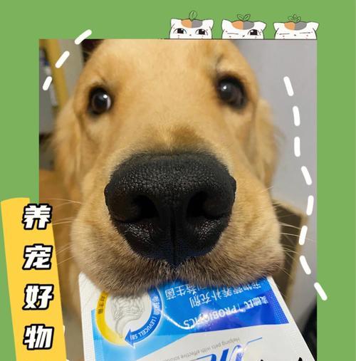 如何预防幼犬腹泻（宠物的健康由你来守护）