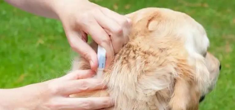 幼犬洗澡须知（以春季为例，教你如何正确给幼犬洗澡）