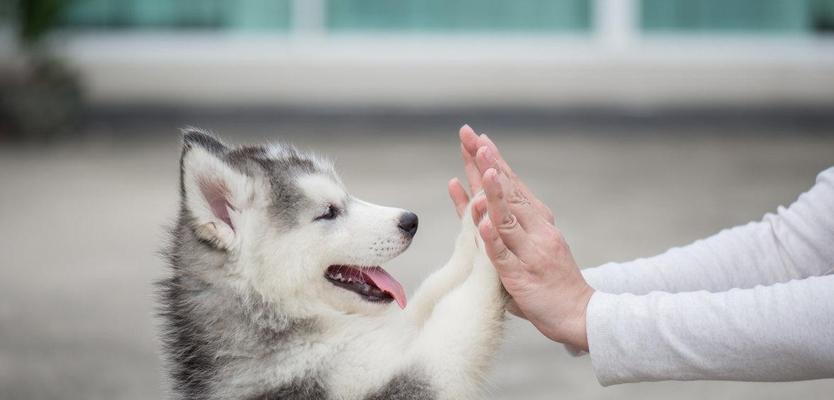 如何在玩耍中训练你的爱犬（让宠物变得更聪明与健康）