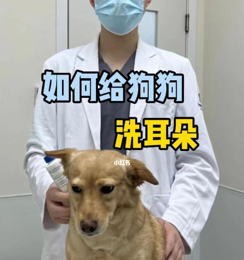 如何给宠物狗狗洗干净？（简单易行的洗狗方法，让你的狗狗健康又干净）