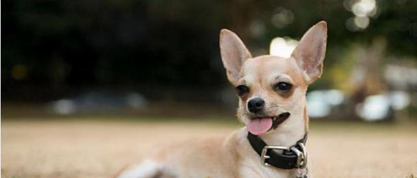 如何测试狗狗的胆量（15个方法教你轻松测试宠物犬的勇气）