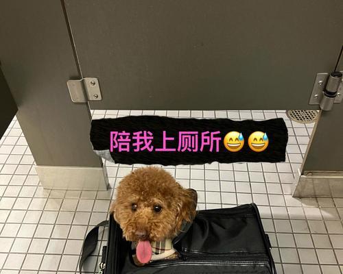 带宠物搭乘飞机的全面指南（狗狗坐飞机必须知道的注意事项及流程）