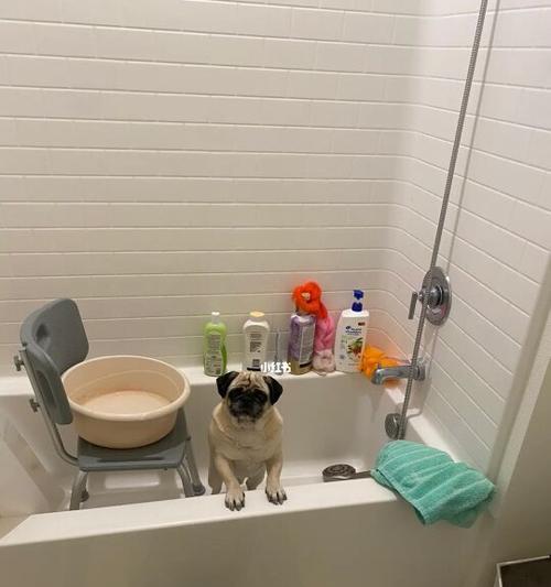 如何给巴哥犬洗澡？（宠物护理技巧与注意事项）